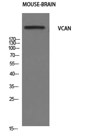 Versican rabbit pAb - image 1