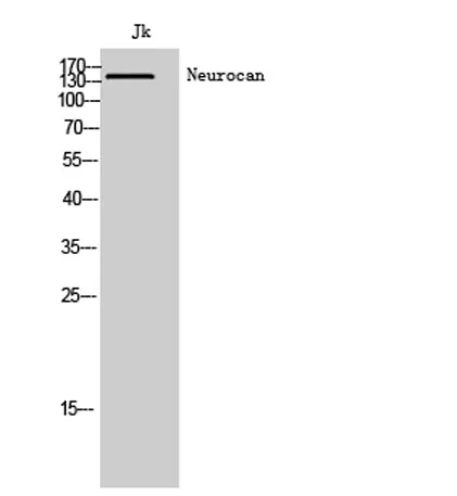 Neurocan rabbit pAb - image 1