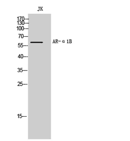 AR-α1B rabbit pAb - image 1