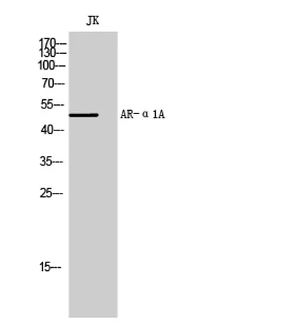 AR-α1A rabbit pAb - image 1