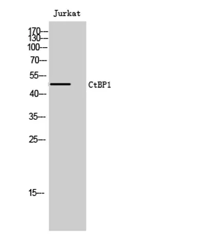 CtBP1 rabbit pAb - image 1