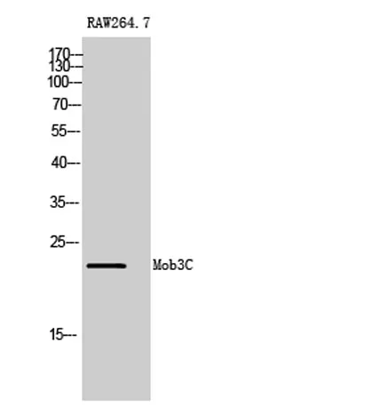 Mob3C rabbit pAb - image 1