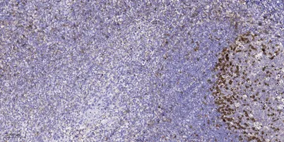 Catenin-α1 (phospho Ser641) rabbit pAb - image 1