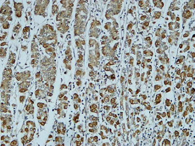 Catenin-α1 rabbit pAb - image 1