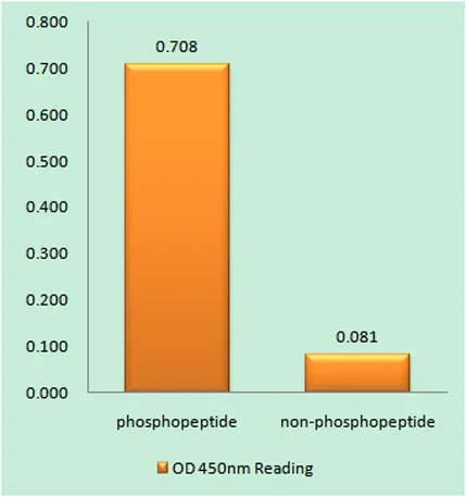 Catenin-β (phospho Ser33) rabbit pAb - image 1