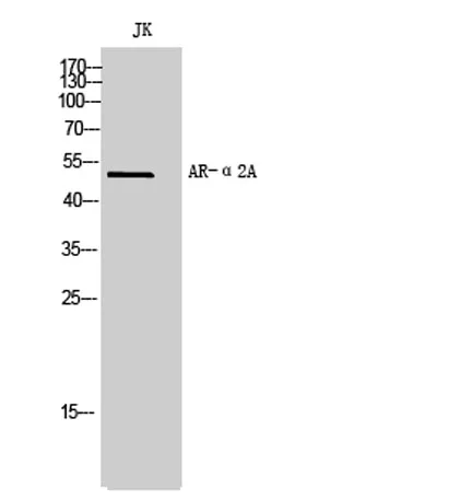 AR-α2A rabbit pAb - image 1