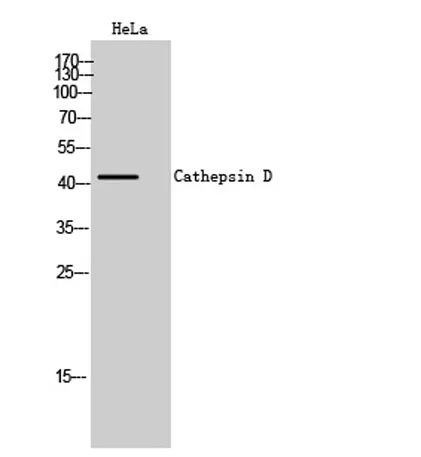 Cathepsin D rabbit pAb - image 1