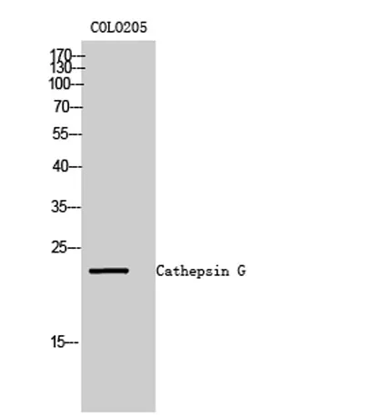 Cathepsin G rabbit pAb - image 1