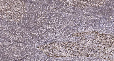 Sgo1 (phospho Ser14) rabbit pAb - image 1