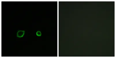 Contactin 4 rabbit pAb - image 1
