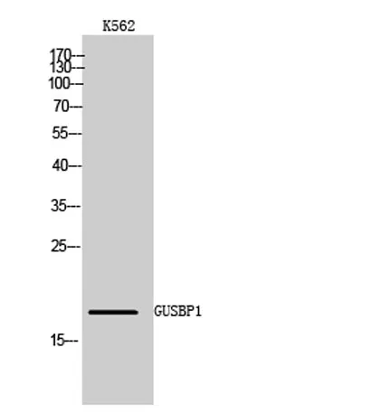 GUSBP1 rabbit pAb