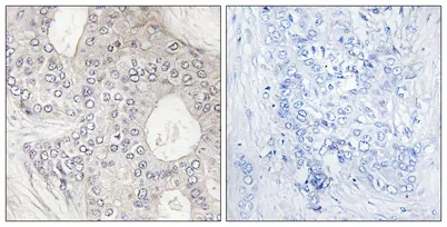 CYP1A2 rabbit pAb - image 1