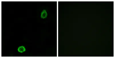 ABCA13 rabbit pAb - image 1