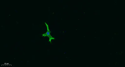 AR-β3 rabbit pAb