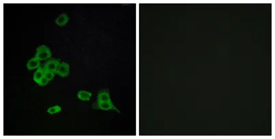 CYP2C8 rabbit pAb - image 1