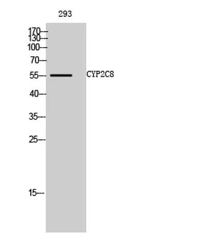 CYP2C8 rabbit pAb - image 1