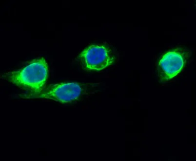 CYP2E1 rabbit pAb - image 1