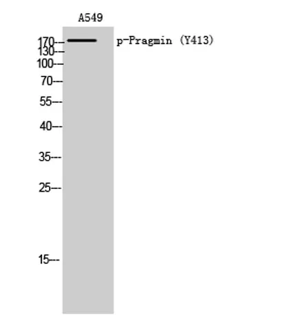 Pragmin (phospho Tyr413) rabbit pAb