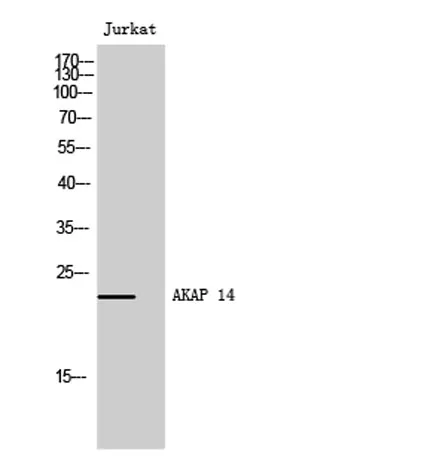 AKAP 14 rabbit pAb - image 1