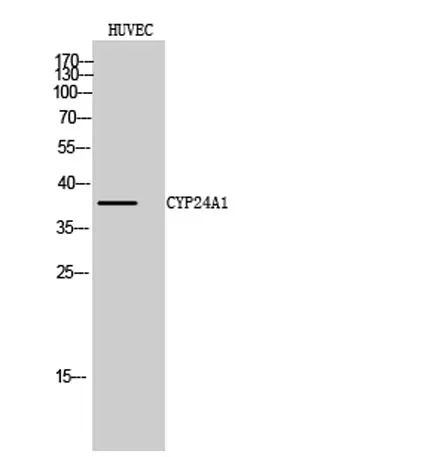 CYP24A1 rabbit pAb