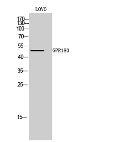 GPR180 rabbit pAb - image 1