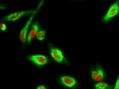 DAPK3 (phospho Thr265) rabbit pAb