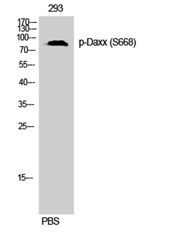 Daxx (phospho Ser668) rabbit pAb - image 1