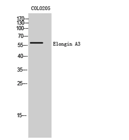 Elongin A3 rabbit pAb - image 1