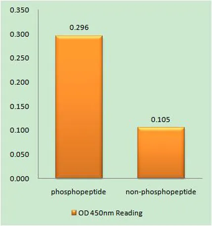 Doublecortin (phospho Ser339) rabbit pAb - image 1