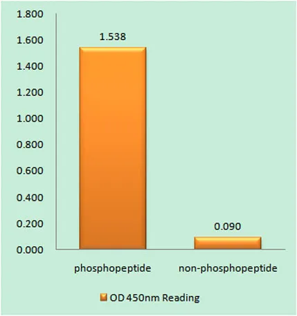 CHOP (phospho Ser30) rabbit pAb - image 1