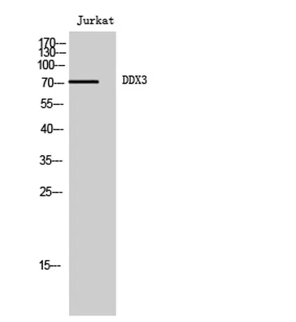 DDX3 rabbit pAb - image 1