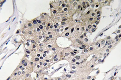 Defensin α1 rabbit pAb - image 1