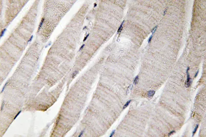 Defensin α3 rabbit pAb - image 1