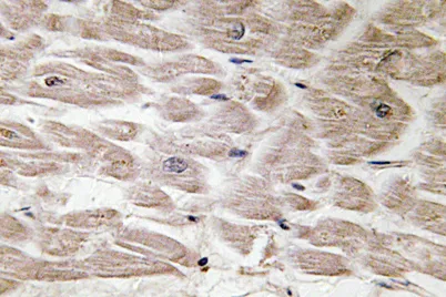 Defensin α4 rabbit pAb - image 1