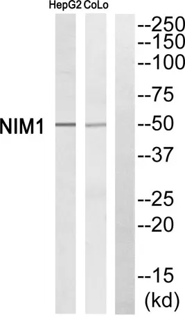 NIM1 rabbit pAb
