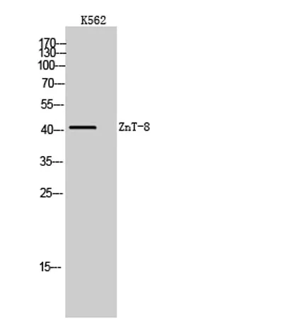 ZnT-8 rabbit pAb - image 1