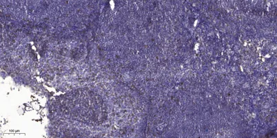 ADAMTS-16 rabbit pAb - image 1