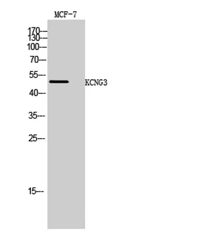 KCNG3 rabbit pAb - image 1