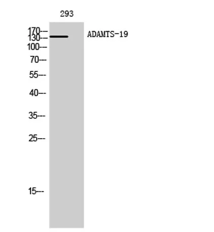 ADAMTS-19 rabbit pAb - image 1