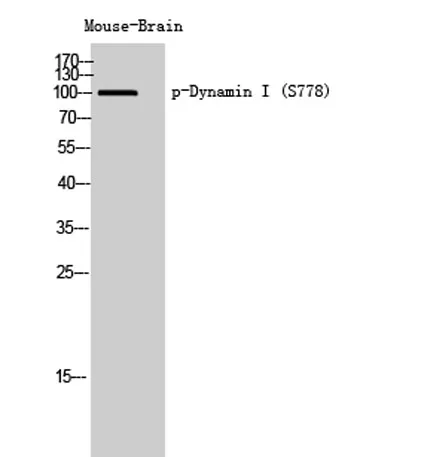 Dynamin I (phospho Ser778) rabbit pAb - image 1
