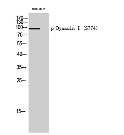 Dynamin I (phospho Ser774) rabbit pAb - image 1