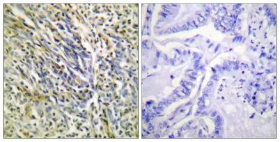 Cleaved-Aggrecan (D369) rabbit pAb - image 1
