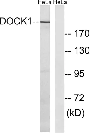 DOCK 180 rabbit pAb - image 1