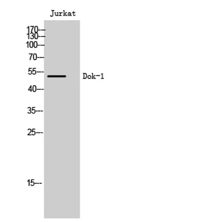 Dok-1 rabbit pAb - image 1