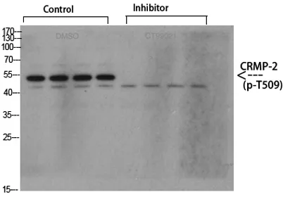 CRMP-2 (phospho Thr509) rabbit pAb - image 1