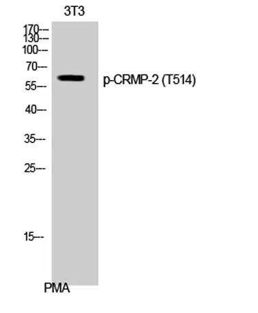 CRMP-2 (phospho Thr514) rabbit pAb - image 1