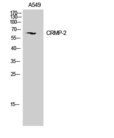 CRMP-2 rabbit pAb - image 1