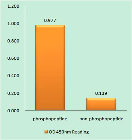 MKP-1 (phospho Ser359) rabbit pAb - image 1