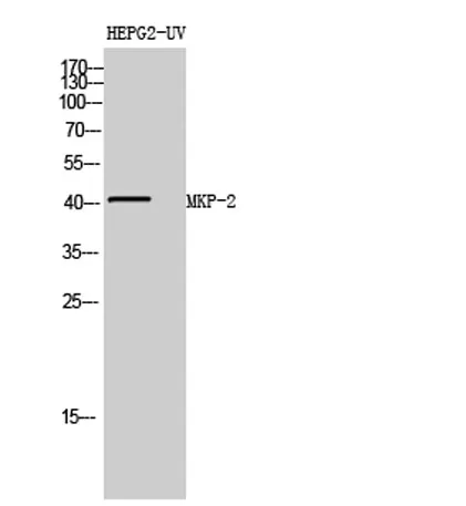 MKP-2 rabbit pAb - image 1