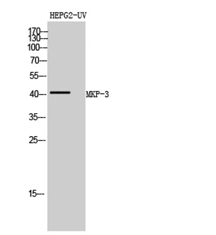 MKP-3 rabbit pAb - image 1